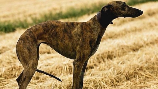 Sandy de Lafervet, del club Baltuana. 

